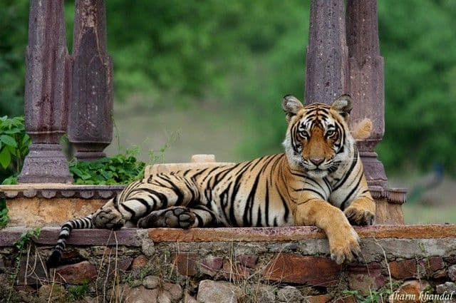 Wildlife